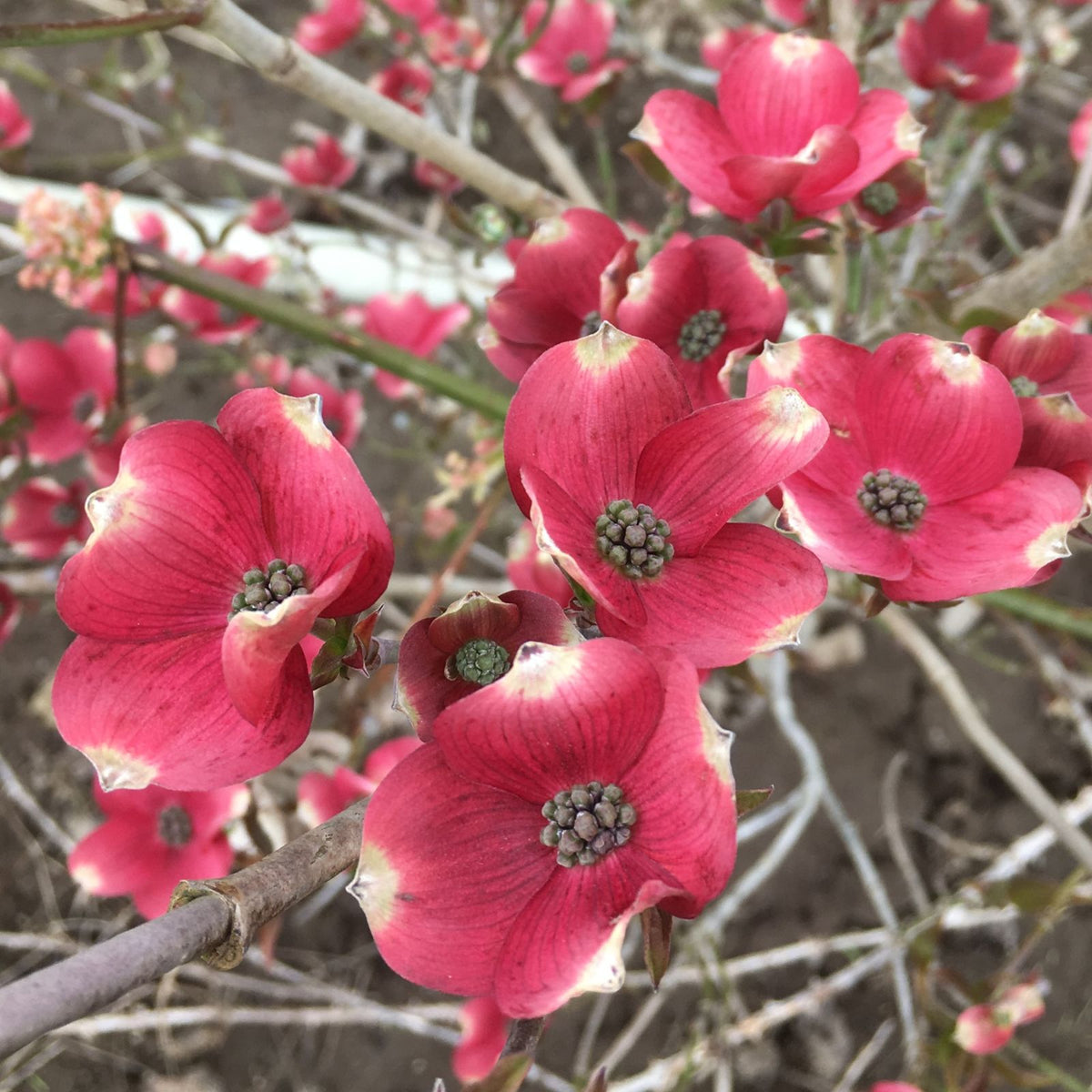 Cornus florida 'Red Pygmy'®