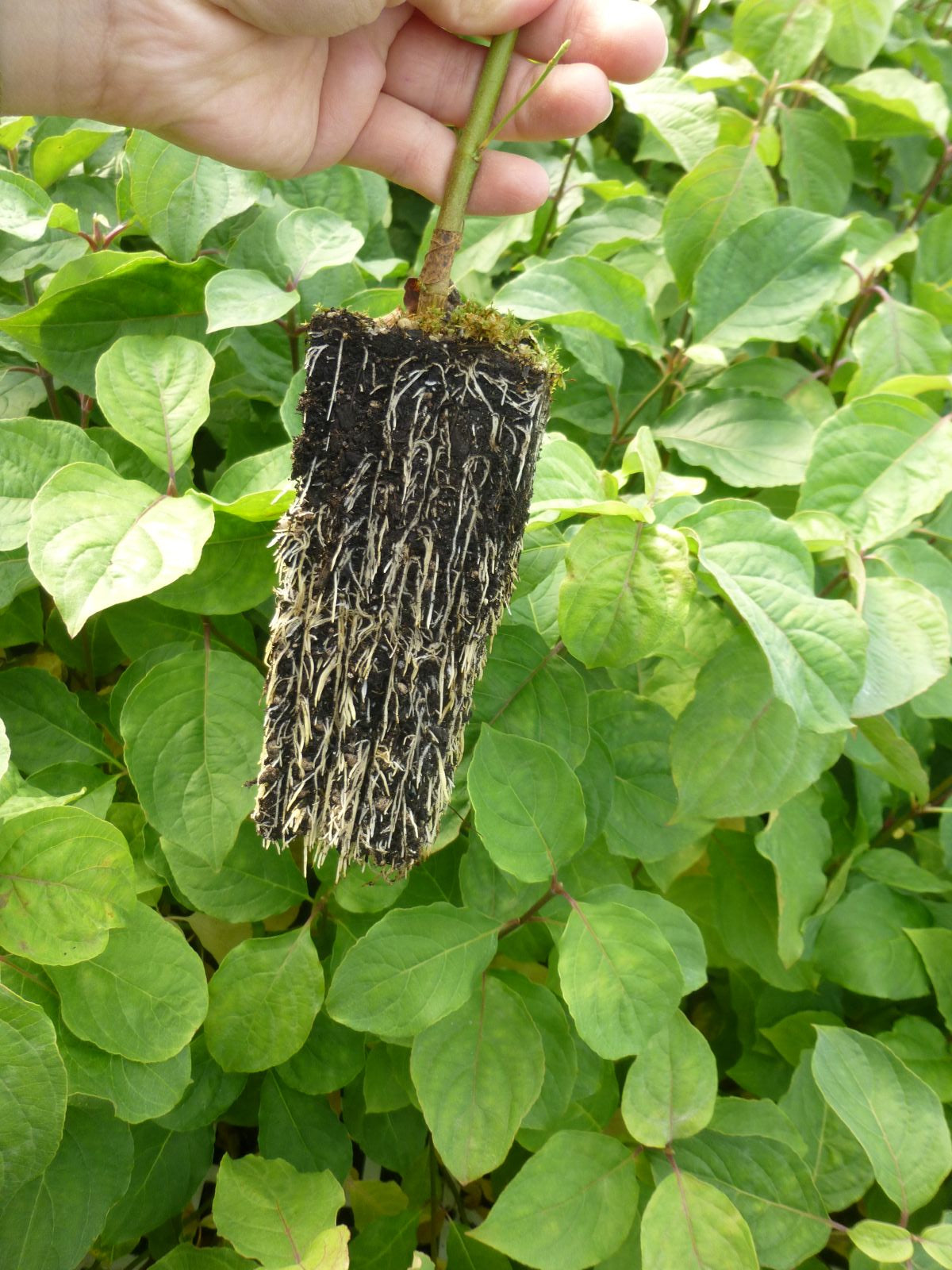 Cornus florida