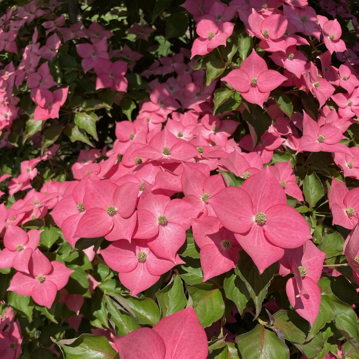 Cornus k. Eternal Scarlet™ 'Rutglow' PP19/038.065