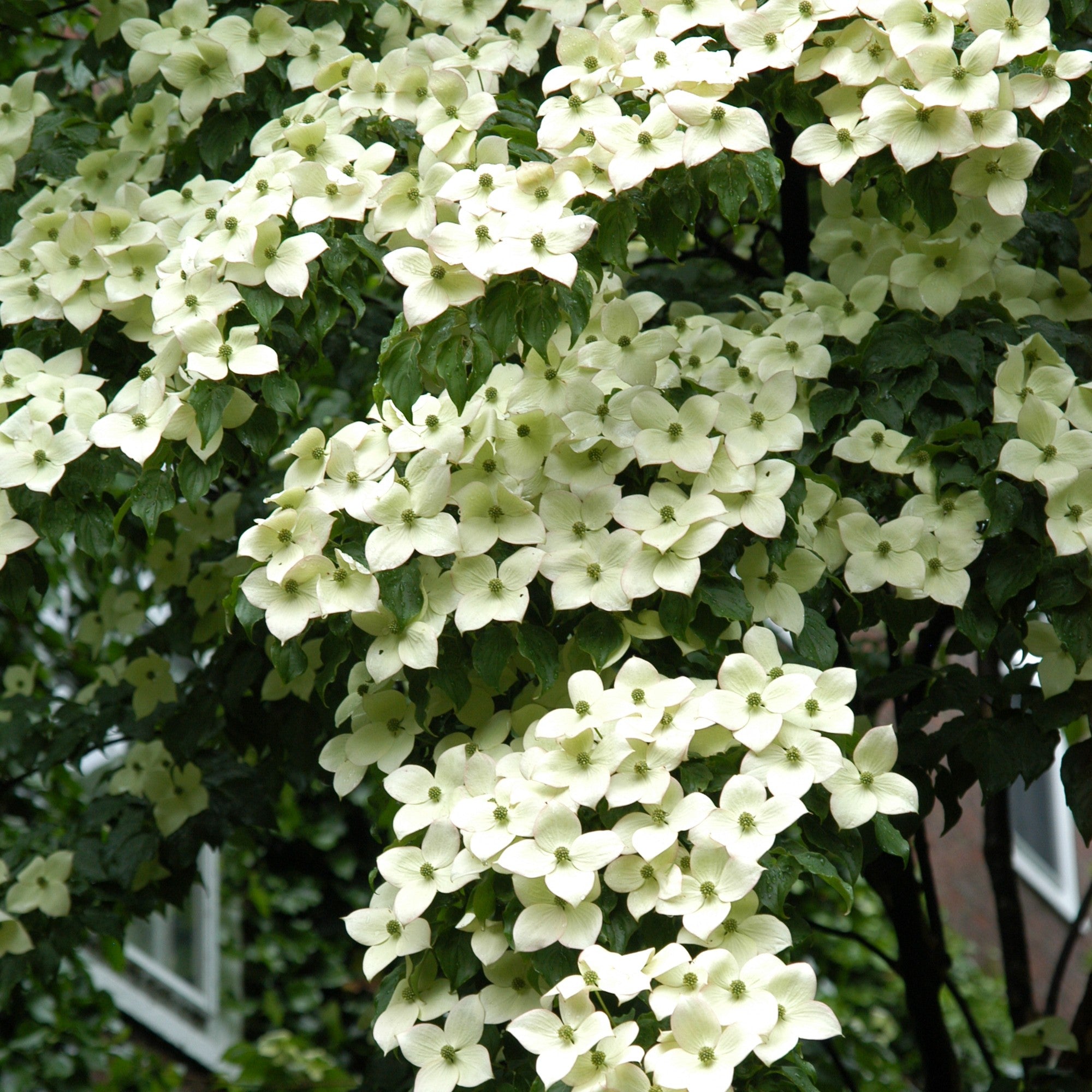 Cornus kousa var. chinensis 'Snow Tower'