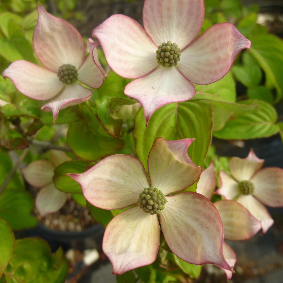 Cornus kousa 'Hanros'