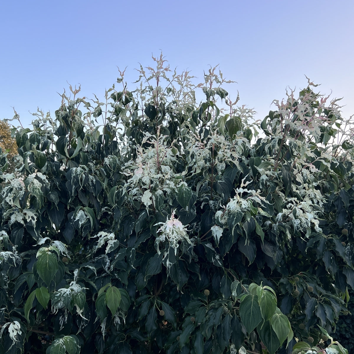 Cornus kousa Watermelon Sugar™'CORHEESFT' PP 35268