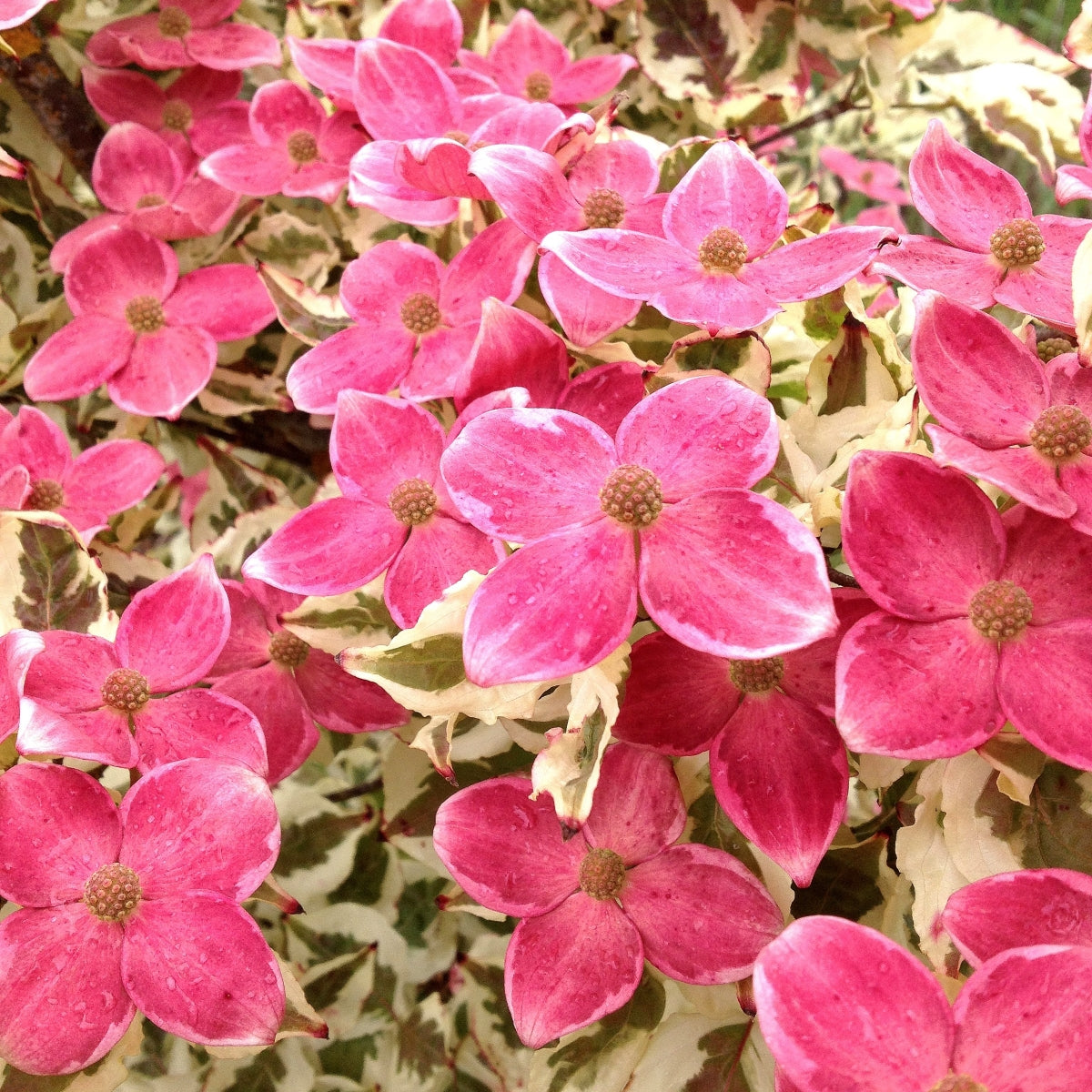 Cornus kousa 'Aka tsuki'