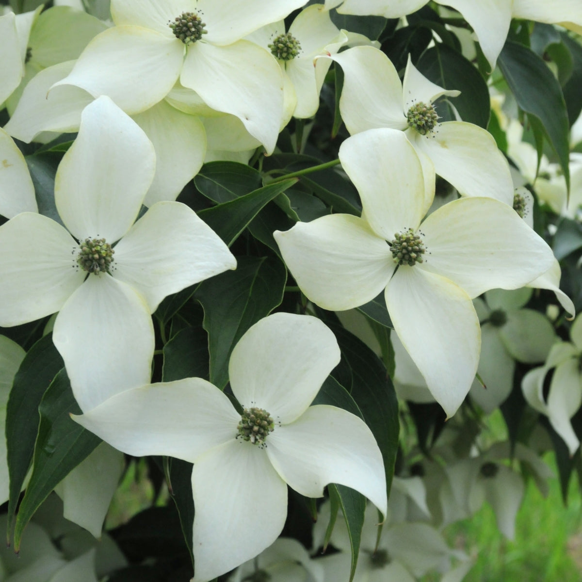 Cornus kousa 'Greensleeves'
