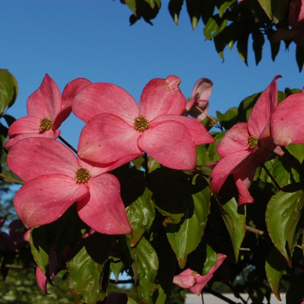 Cornus kousa 'Satomi'