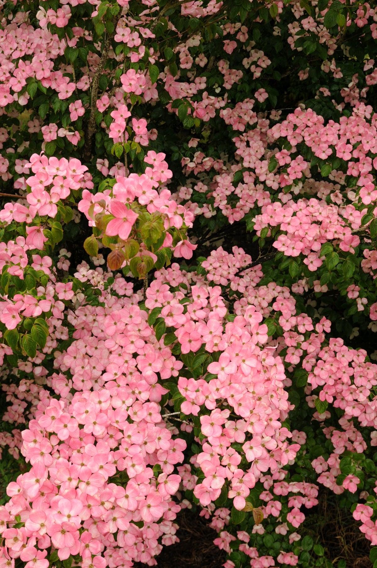 Cornus kousa 'Satomi'