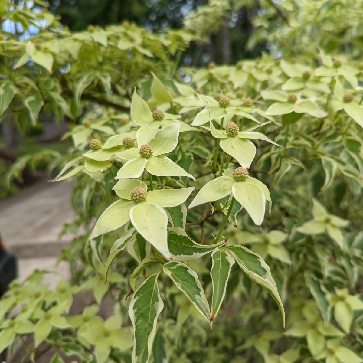 Cornus kousa 'Summer Fun'