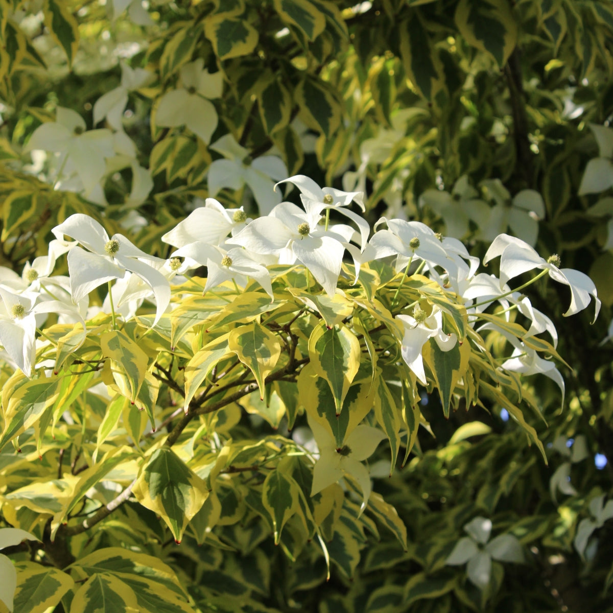 Cornus kousa 'Summer Gold' PP 22,765