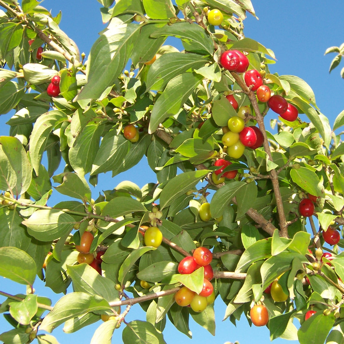 Cornus mas