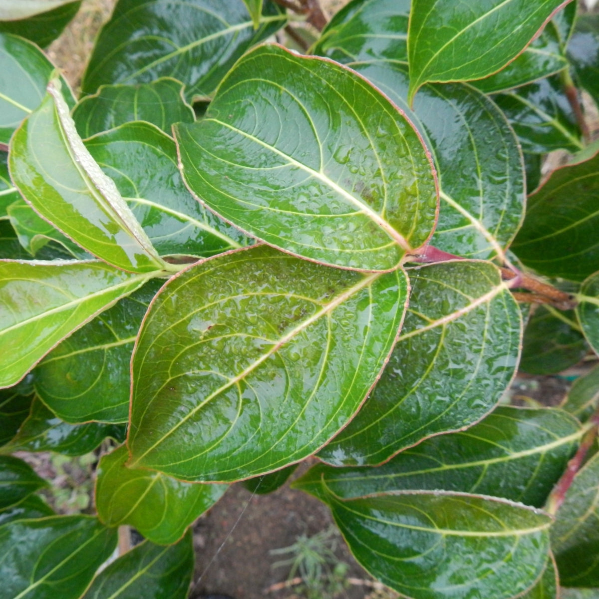 Cornus kousa 'Milky Way'