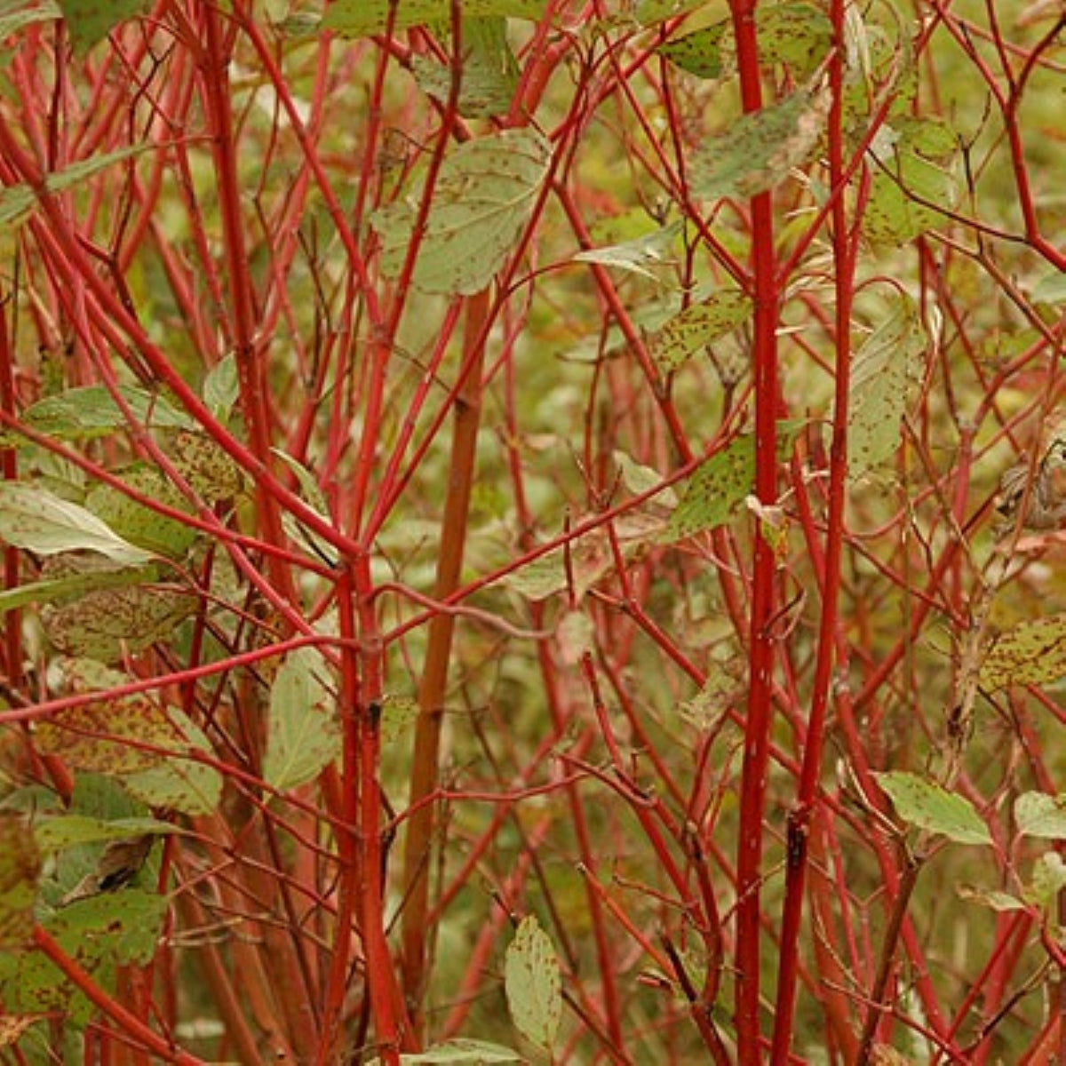 Cornus sericea (redtwig)