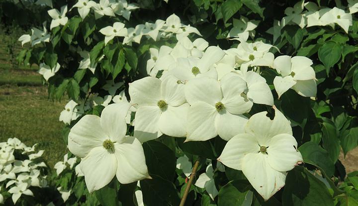 Cornus × Stellar Nova™ 'Rutstar' PP19/038.066
