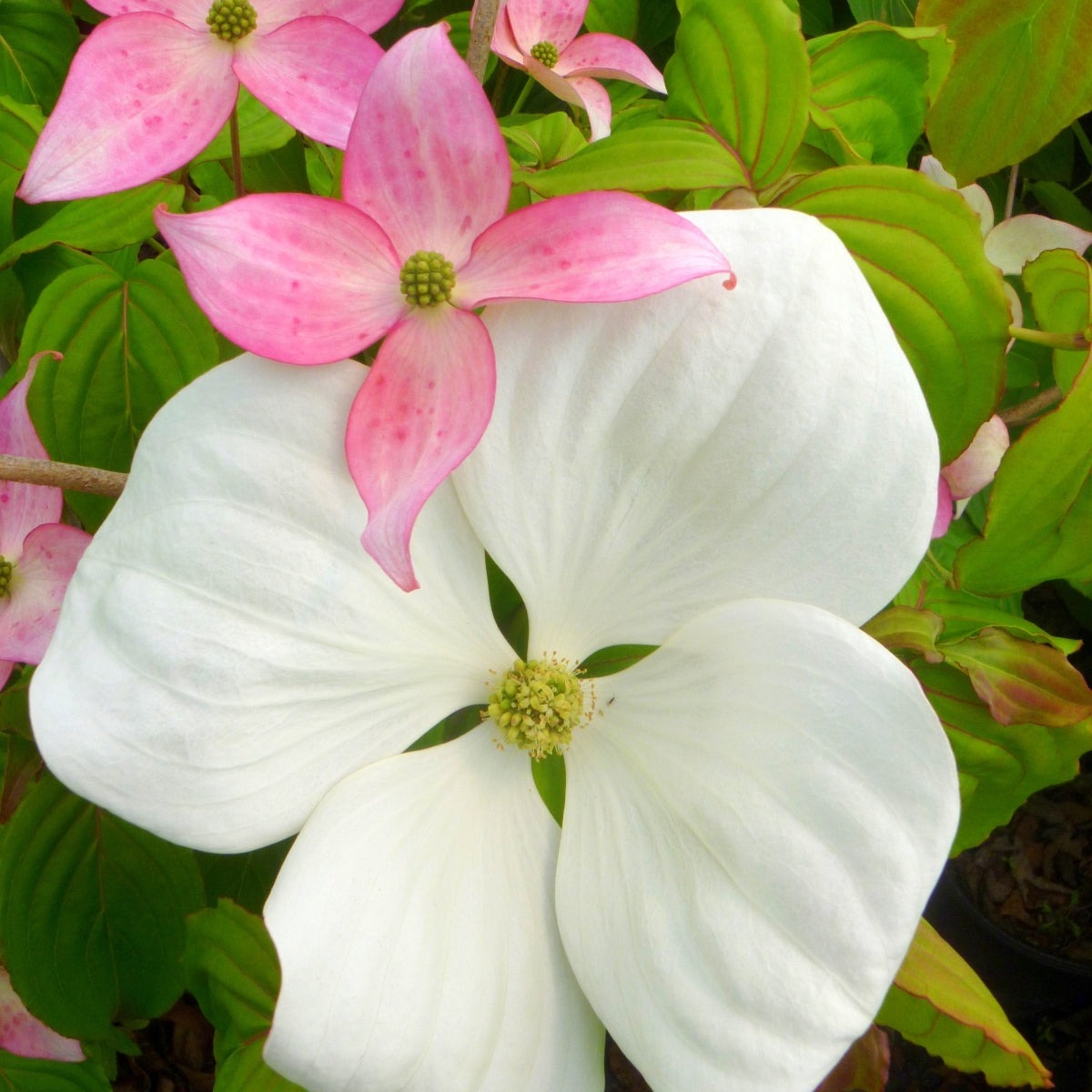 Cornus × Venus® 'KN 30‑8'