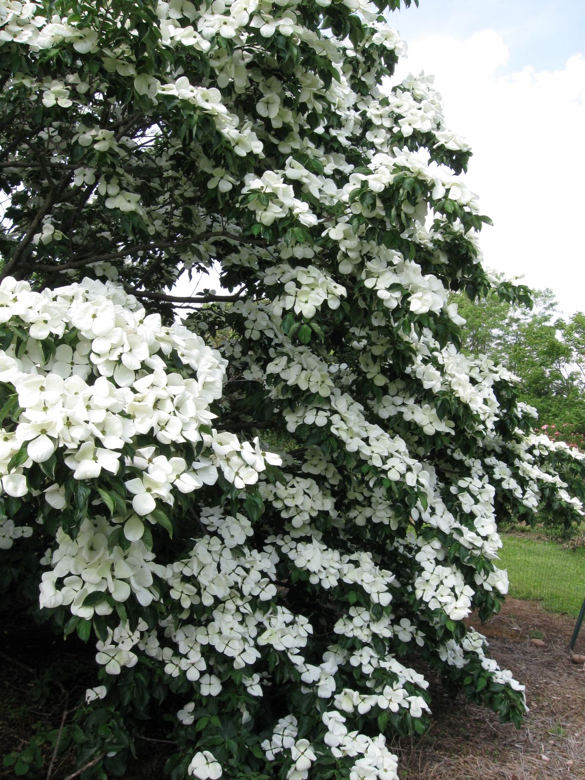 Cornus × Venus® 'KN 30‑8'