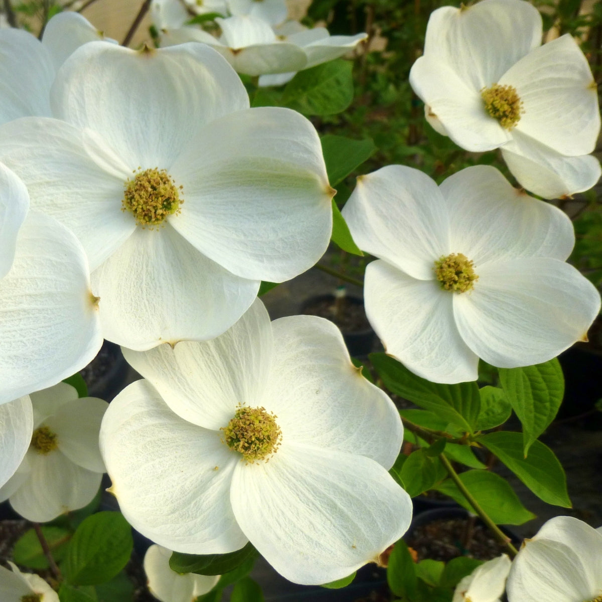 Cornus × 'Eddie's WhiteWonder'