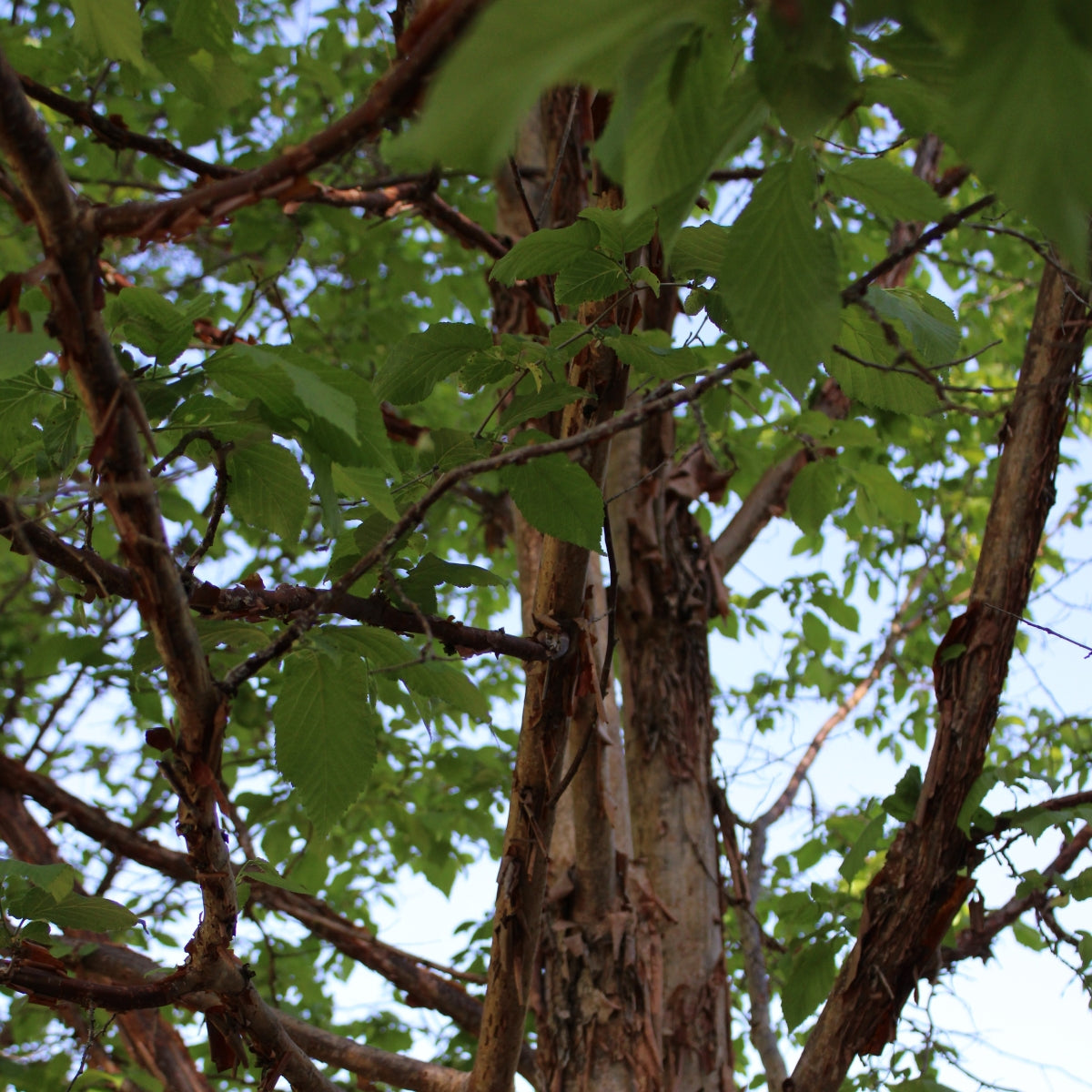 Corylus fargesii