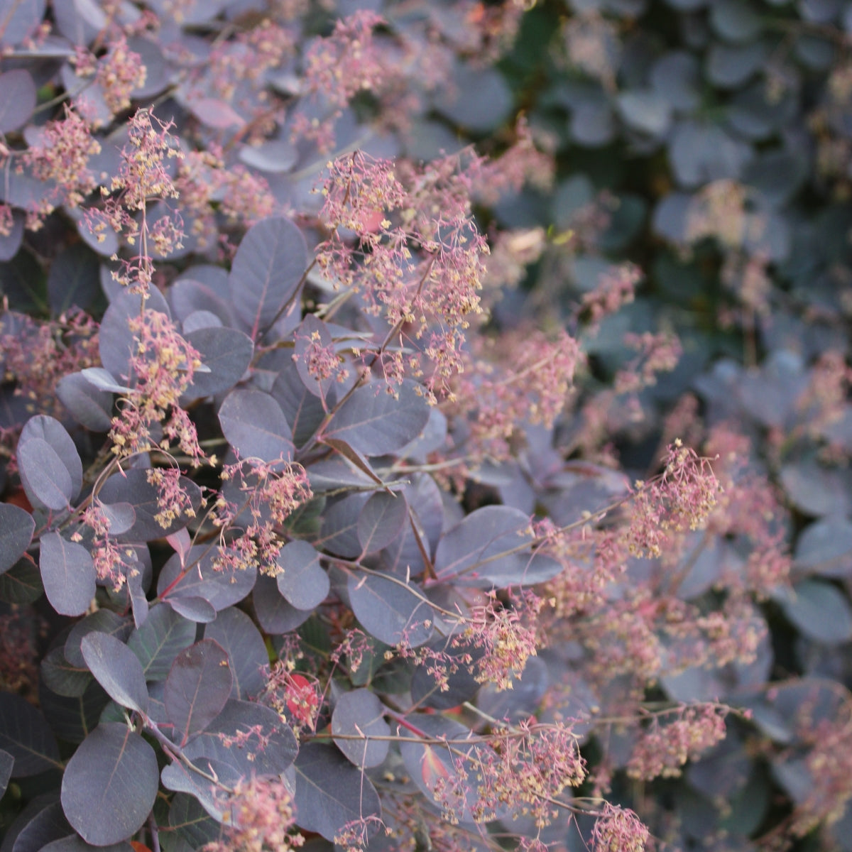 Cotinus coggygria var. purpurea