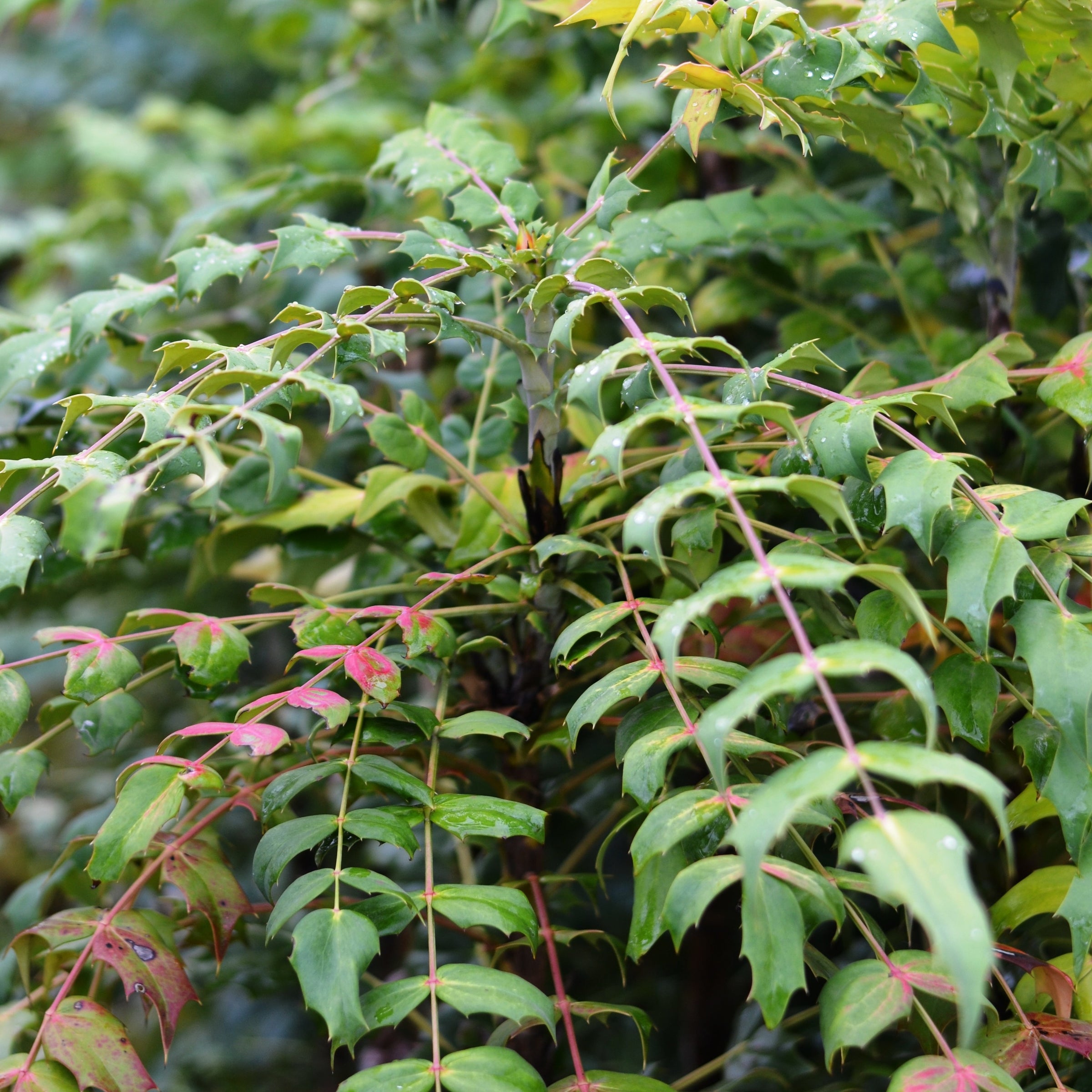 Mahonia x media 'Underway'