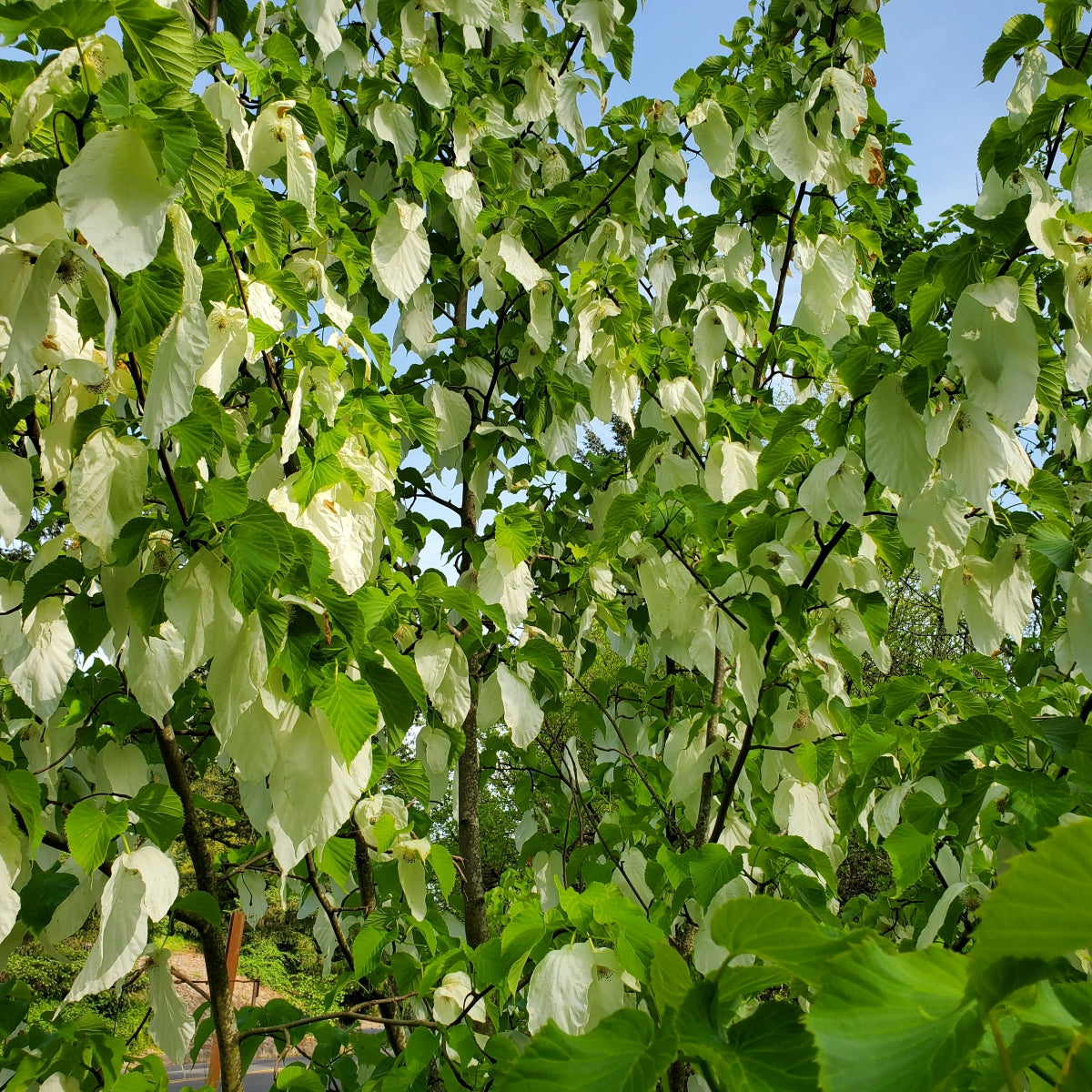 Davidia involucrata
