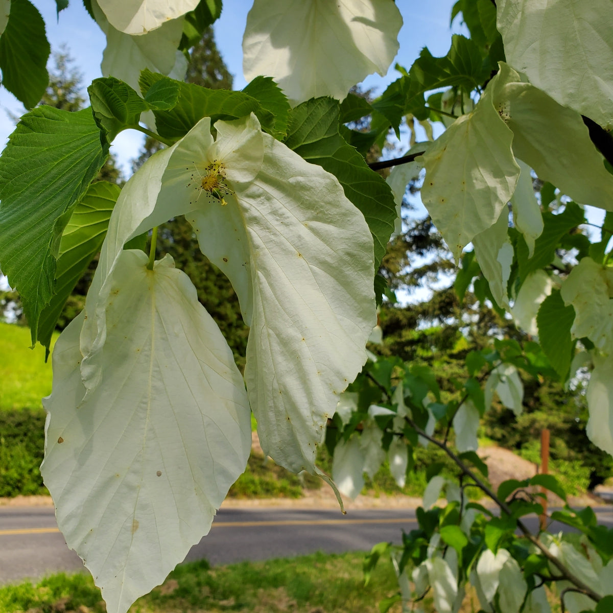 Davidia involucrata