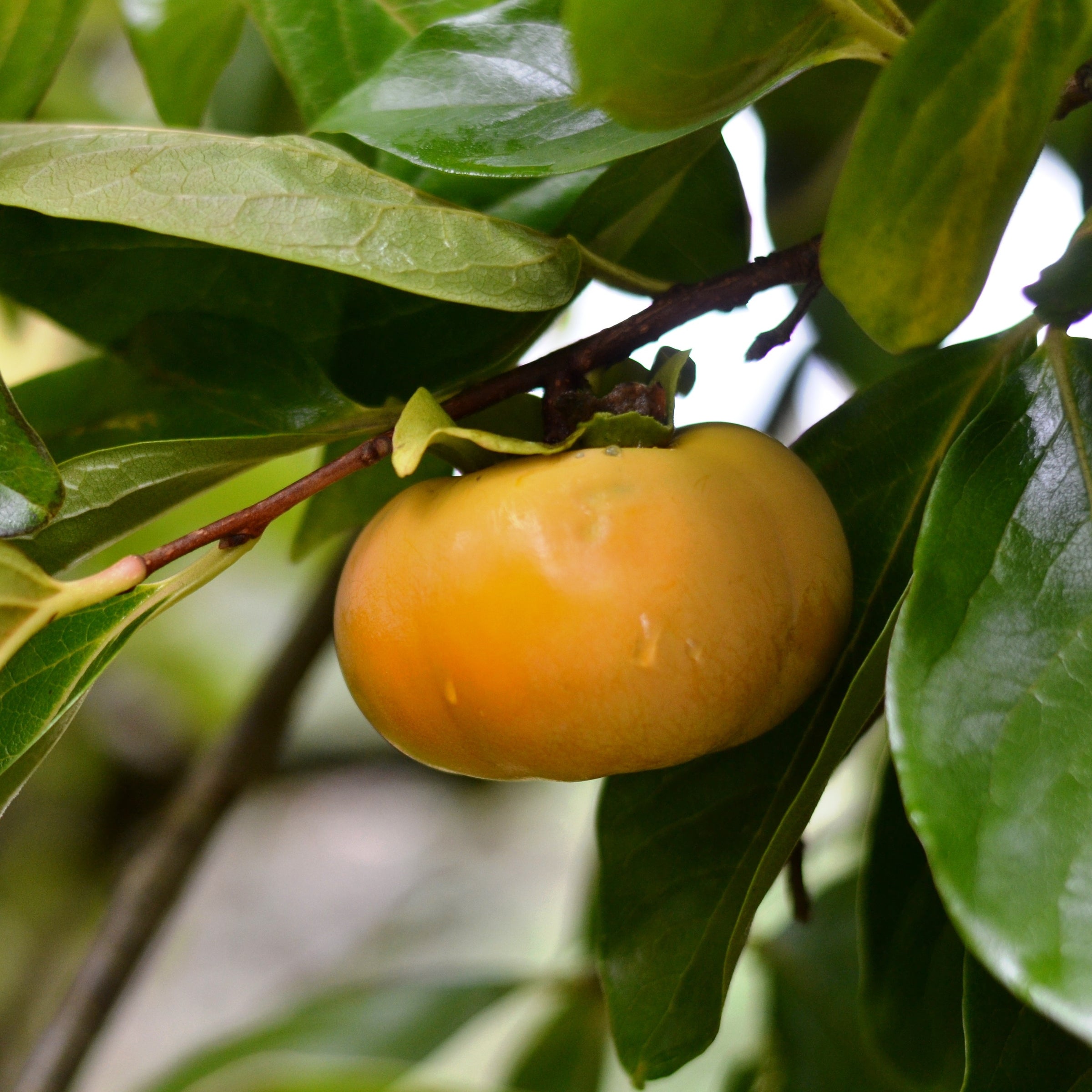 Diospyros kaki 'Fuyu'