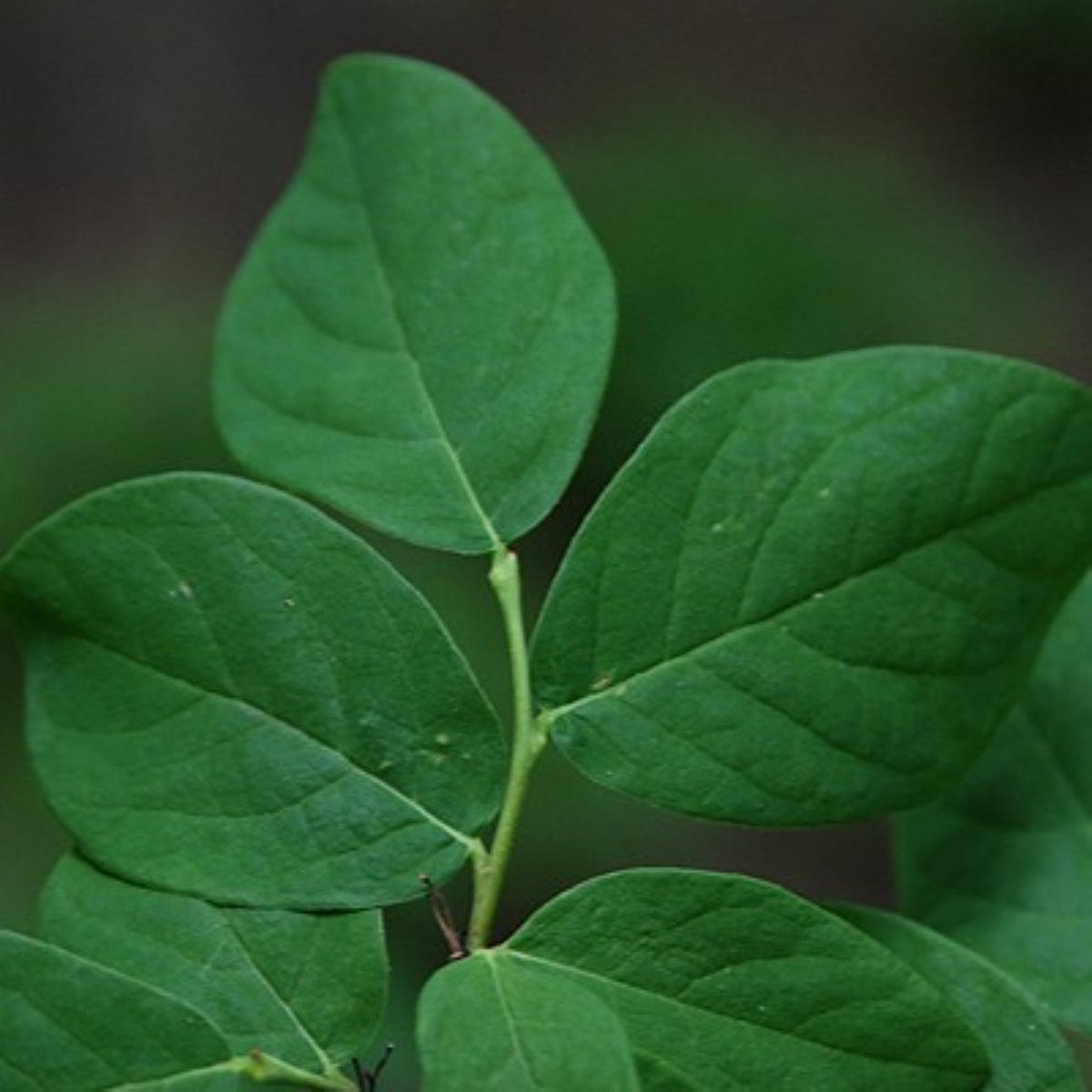 Dirca palustris