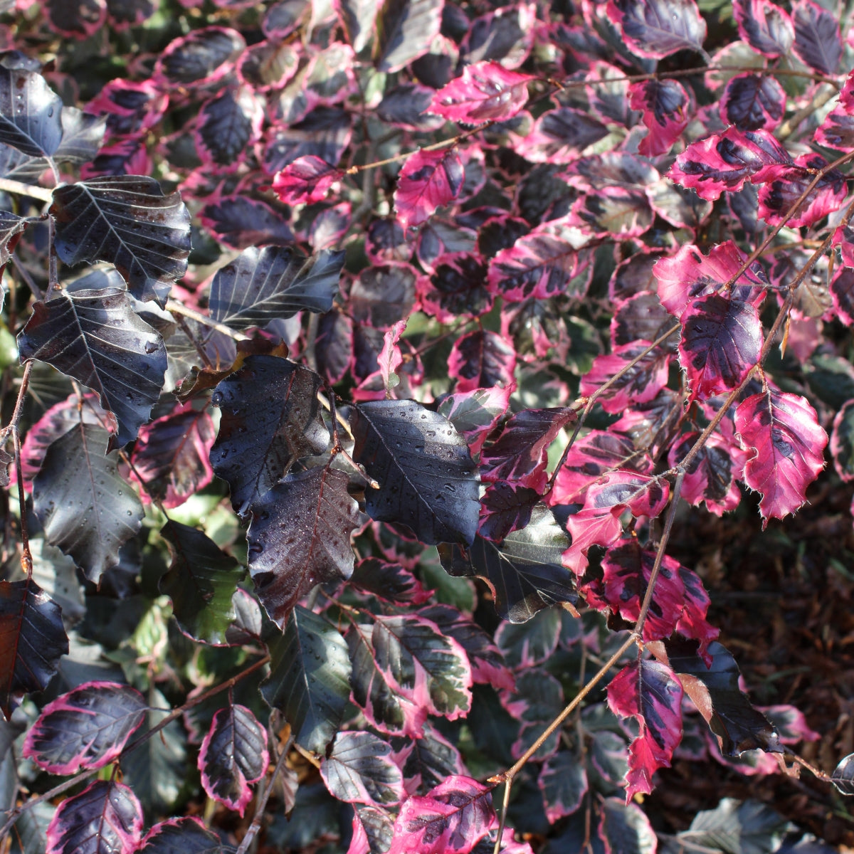 Fagus sylvatica 'Roseomarginata'