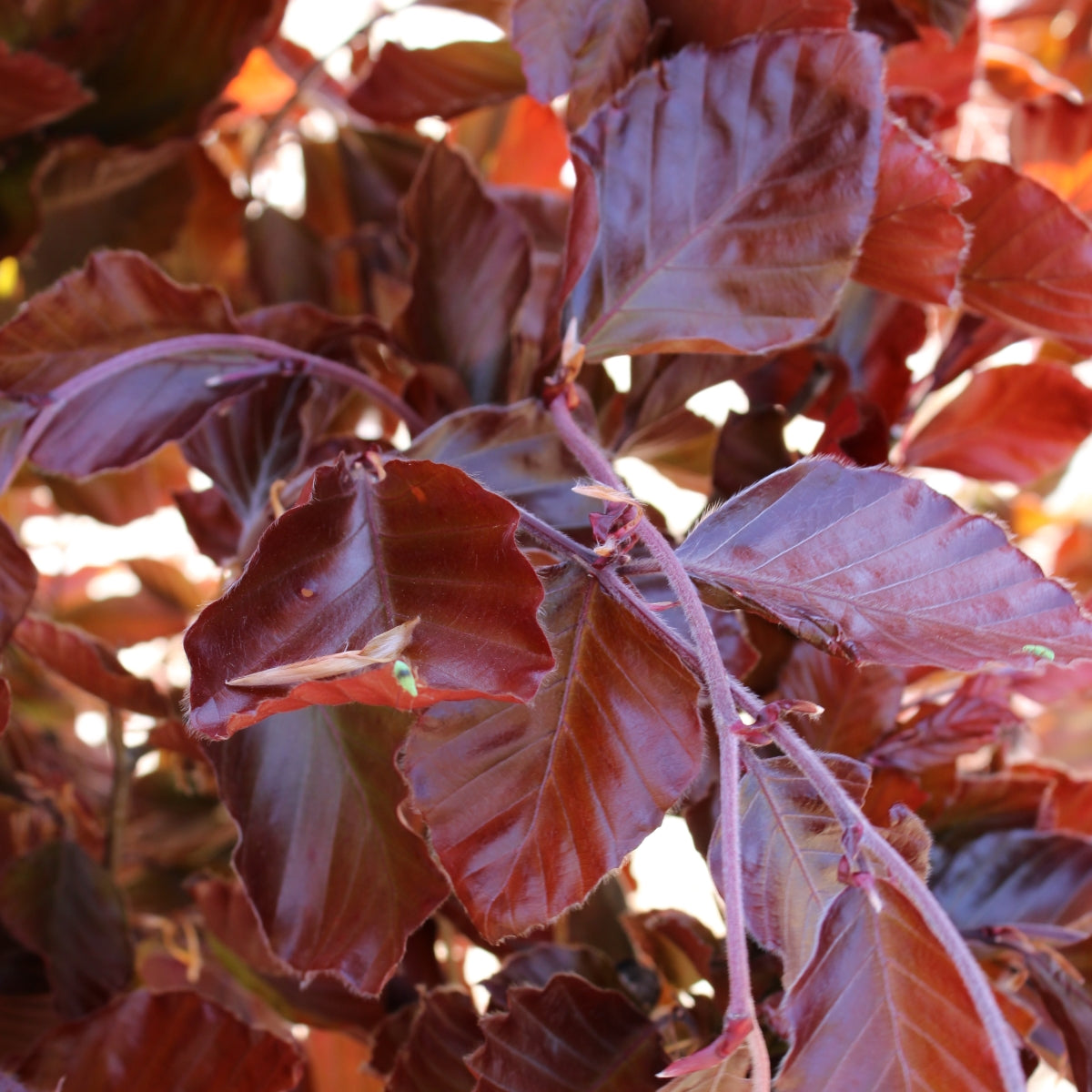 Fagus sylvatica 'Dawyck Purple'