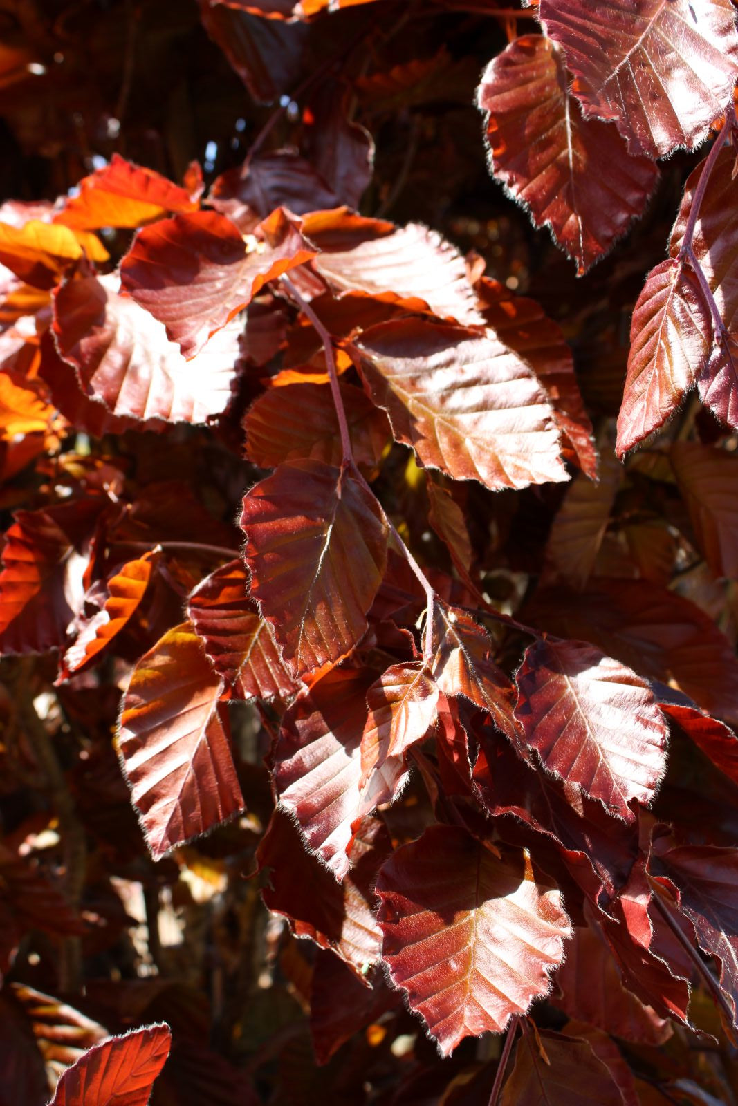 Fagus sylvatica 'Dawyck Purple'