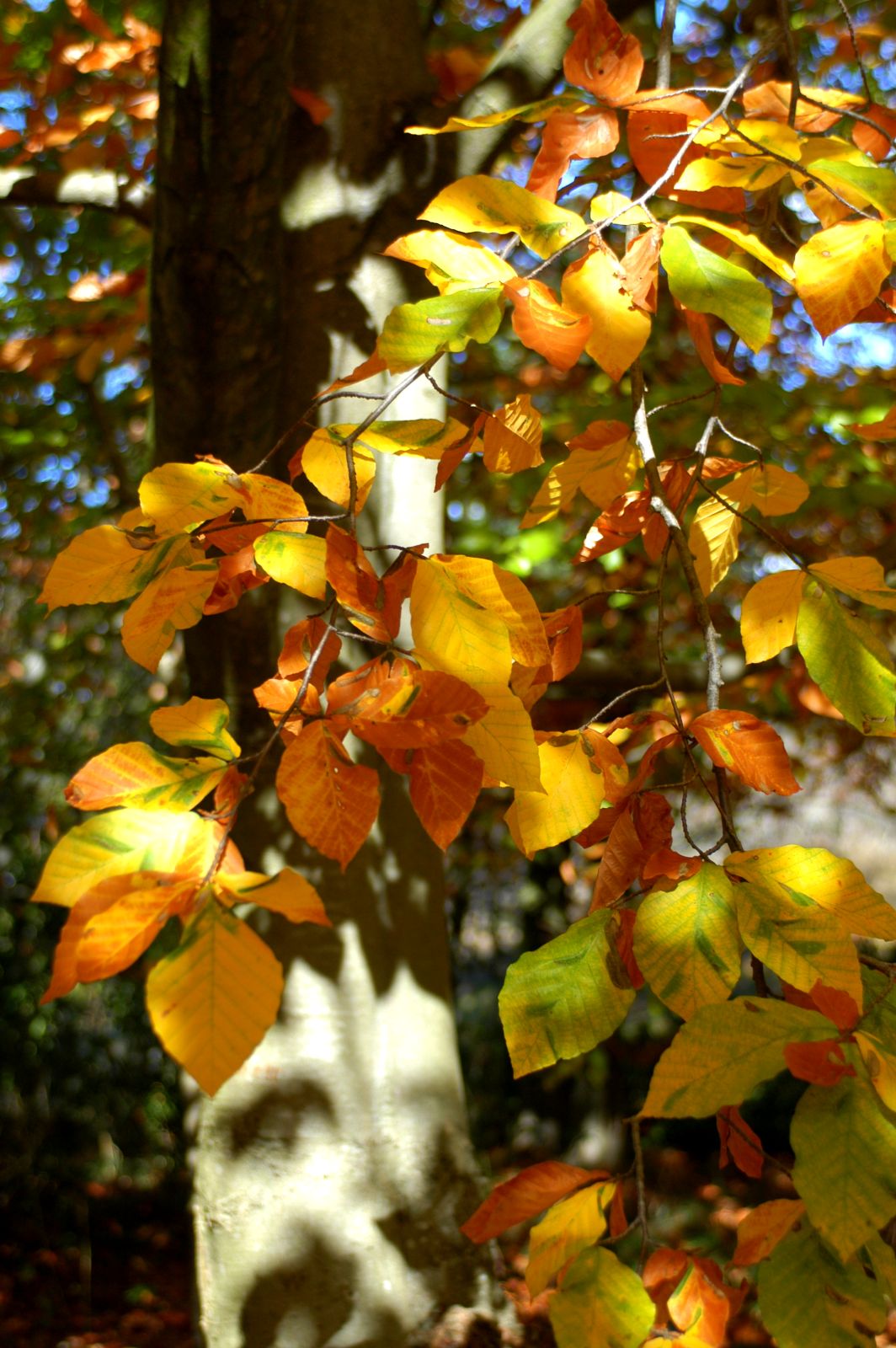 Fagus grandifolia