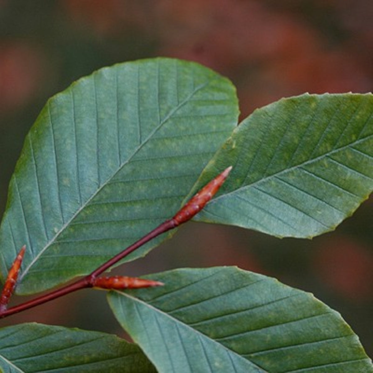 Fagus grandifolia