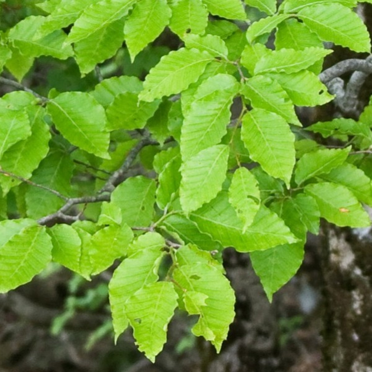 Fagus japonica