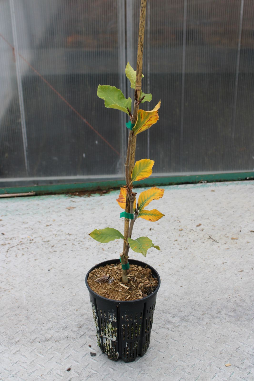 Fagus orientalis 'Iskander'