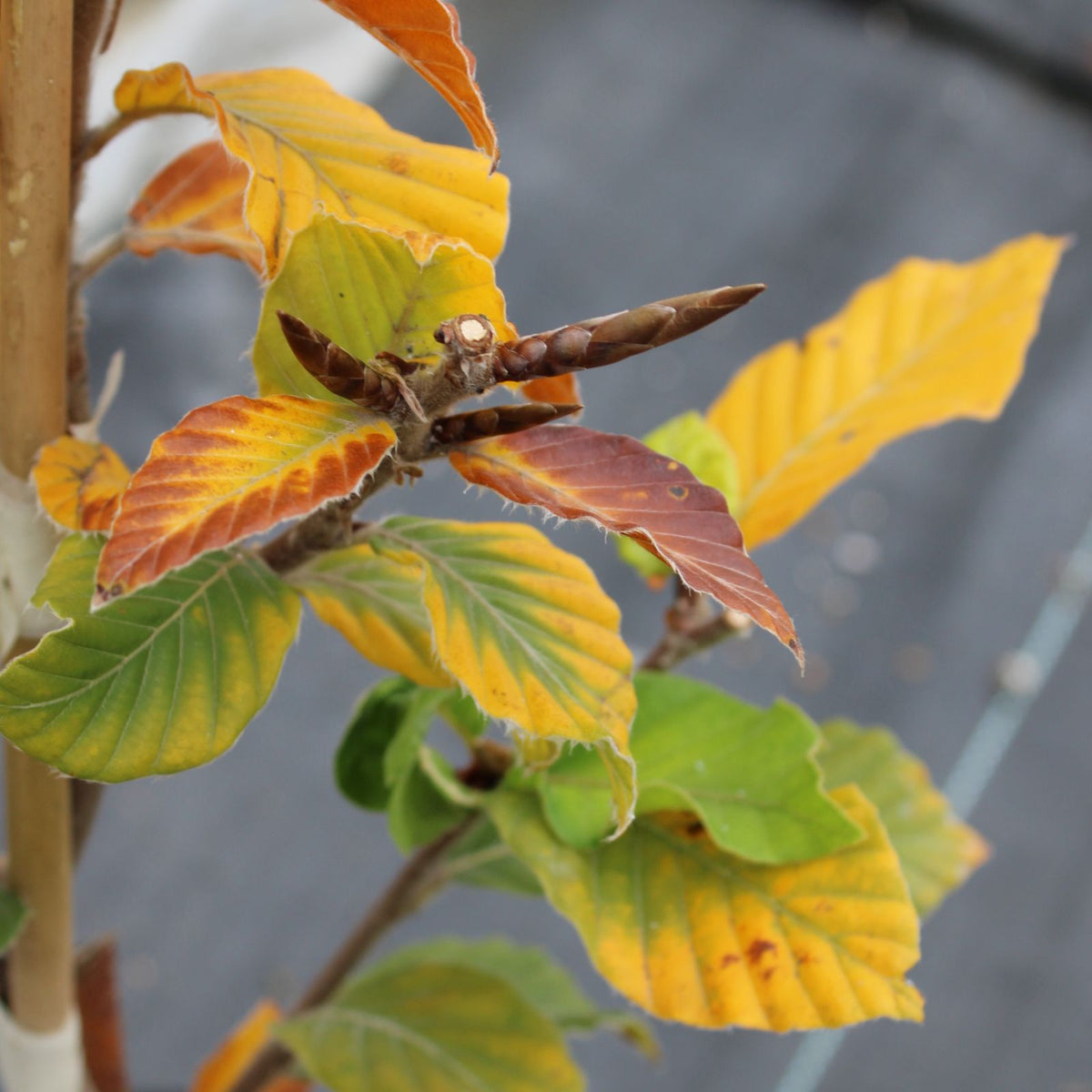 Fagus orientalis 'Iskander'