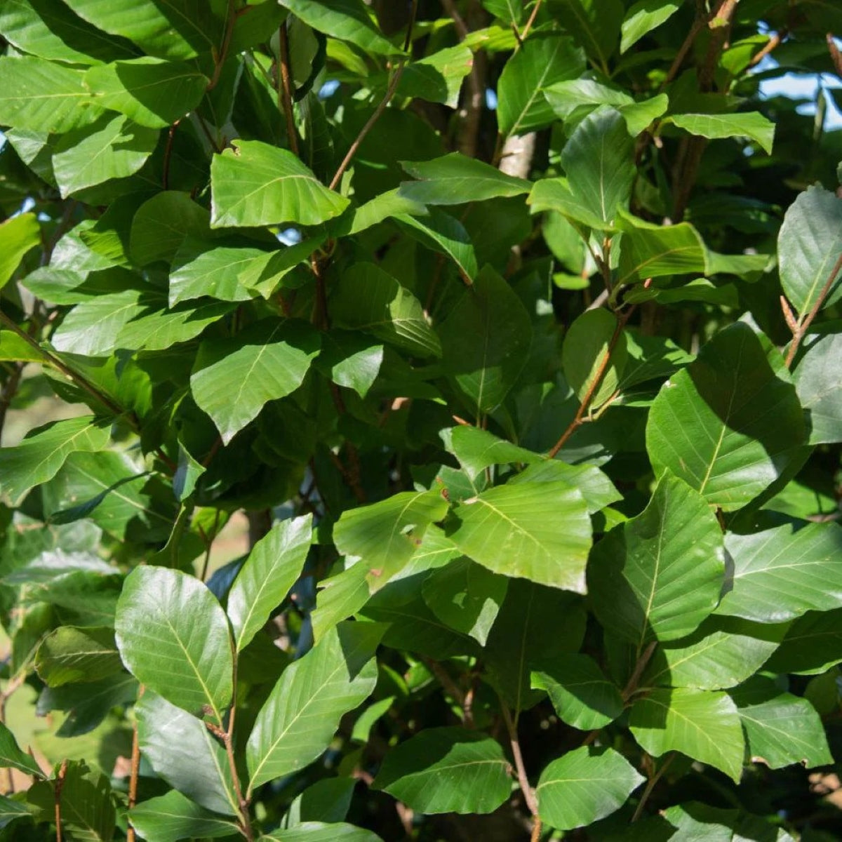 Fagus orientalis 'Iskander'