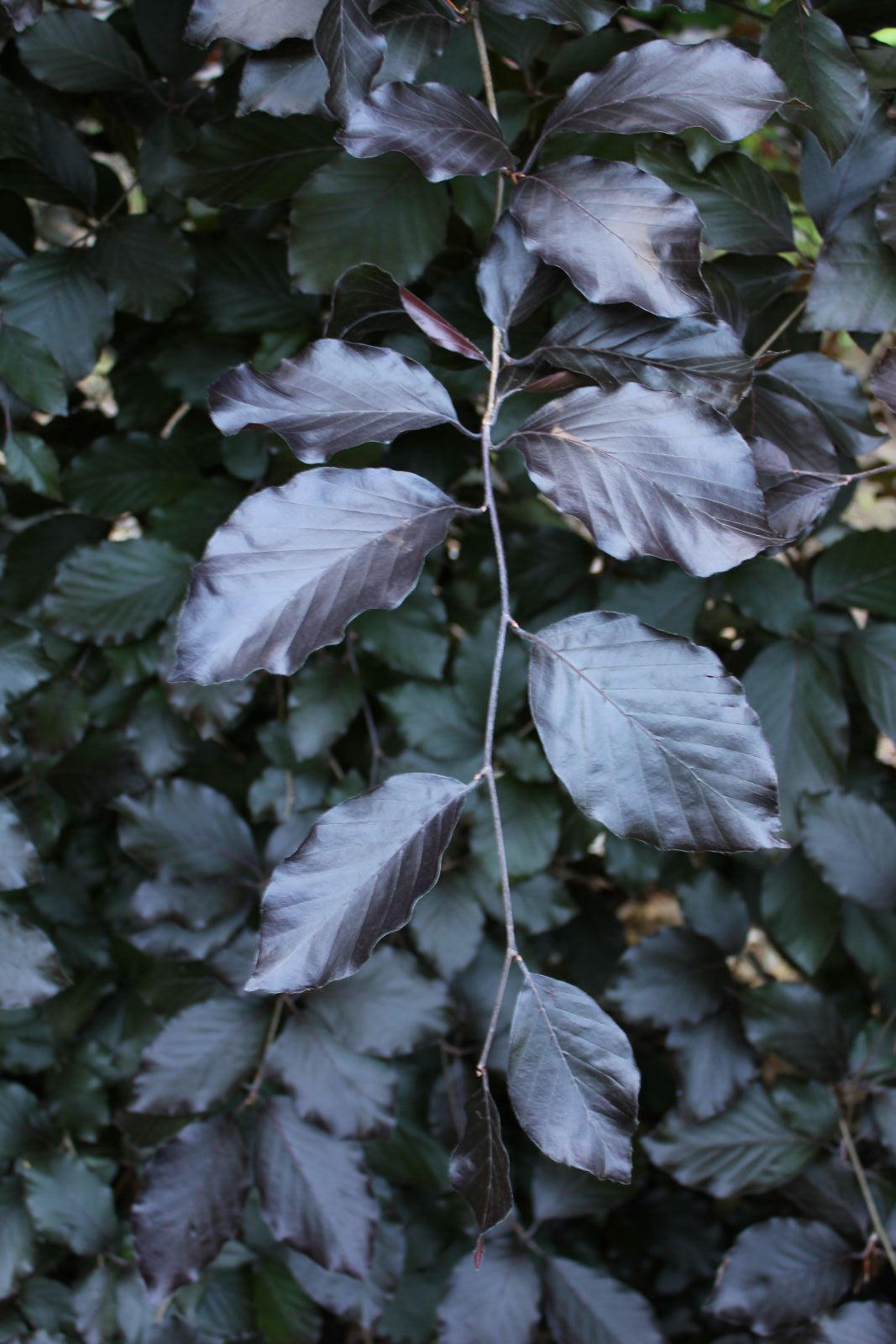Fagus sylvatica 'Purple Fountain'