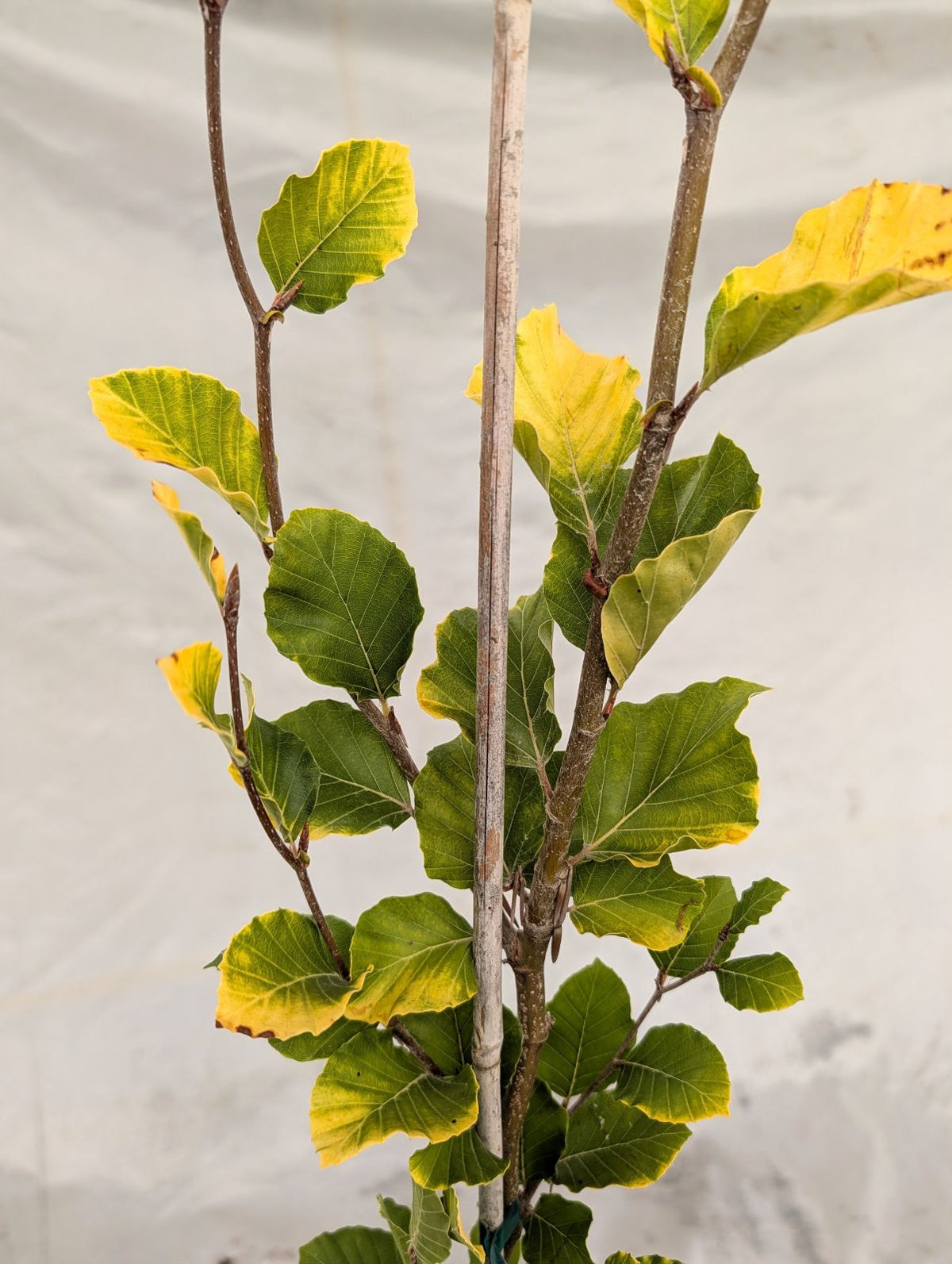 Fagus sylvatica 'Dawyck Gold'