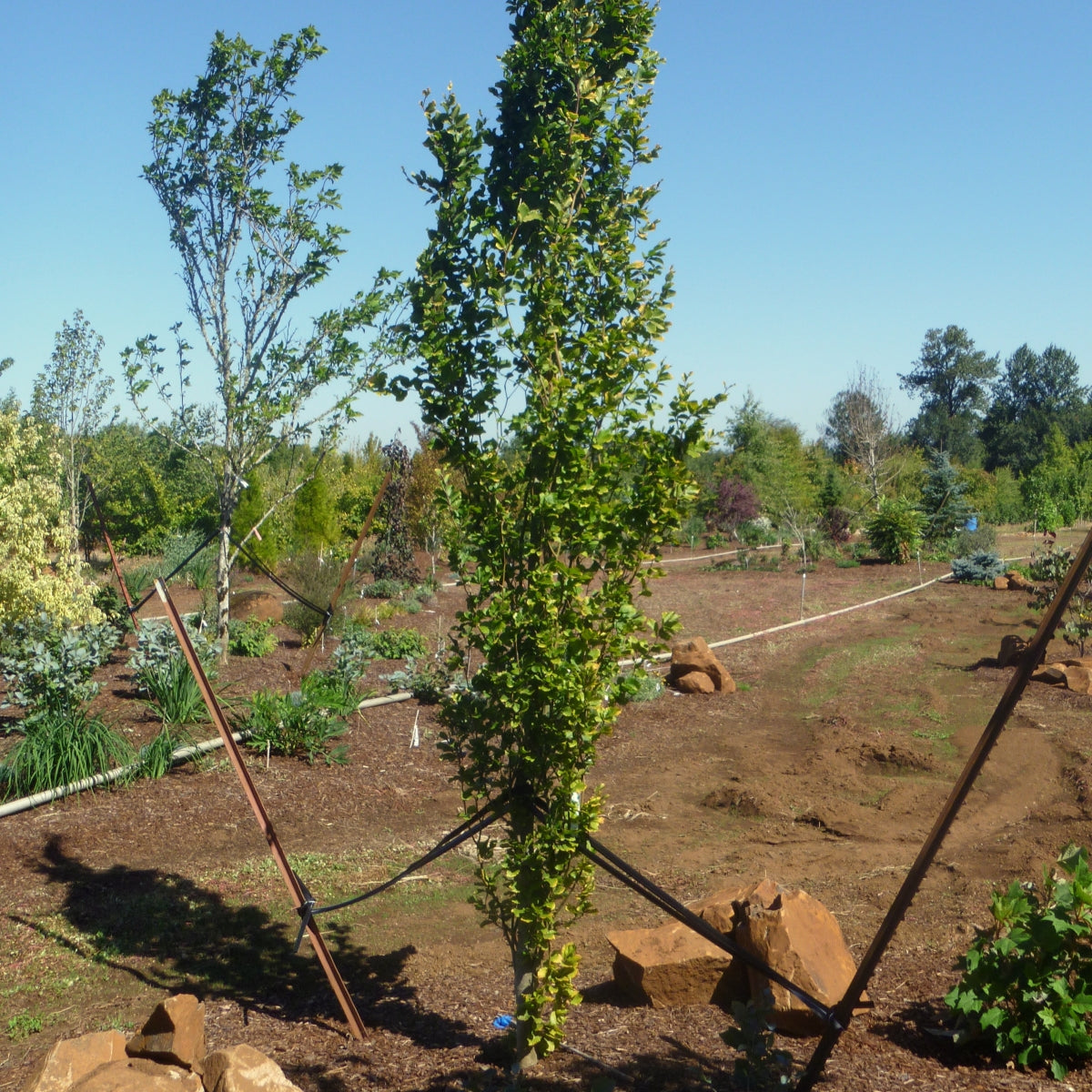 Fagus sylvatica 'Dawyck Gold'