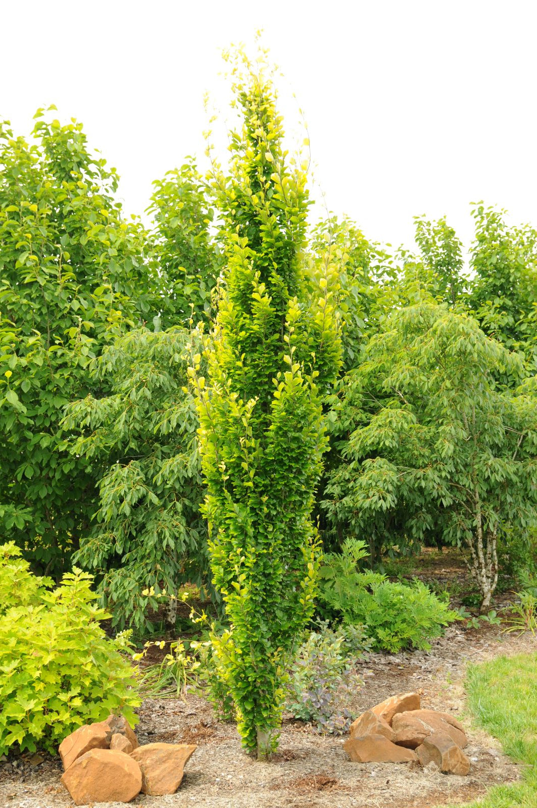 Fagus sylvatica 'Dawyck Gold'