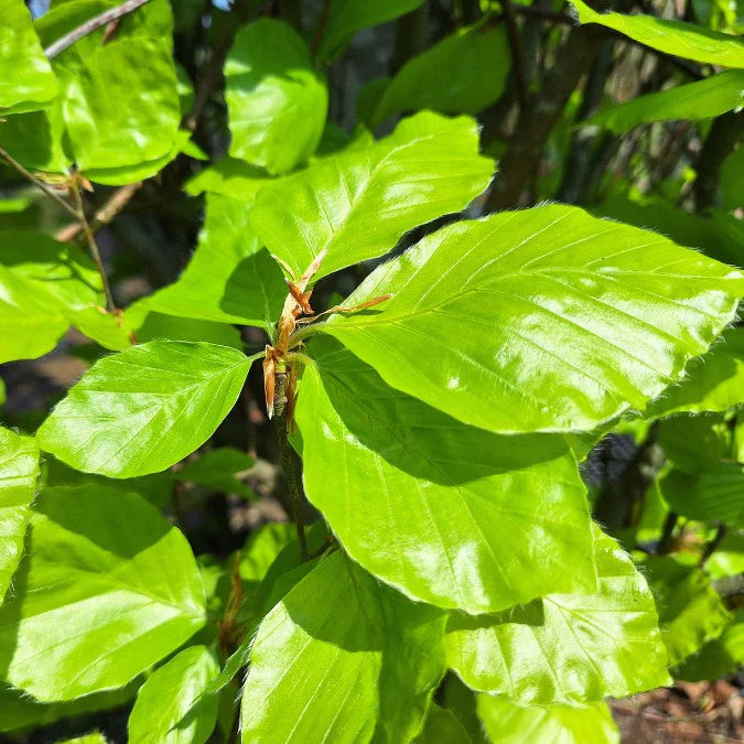 Fagus sylvatica 'Dawyck' (Green)