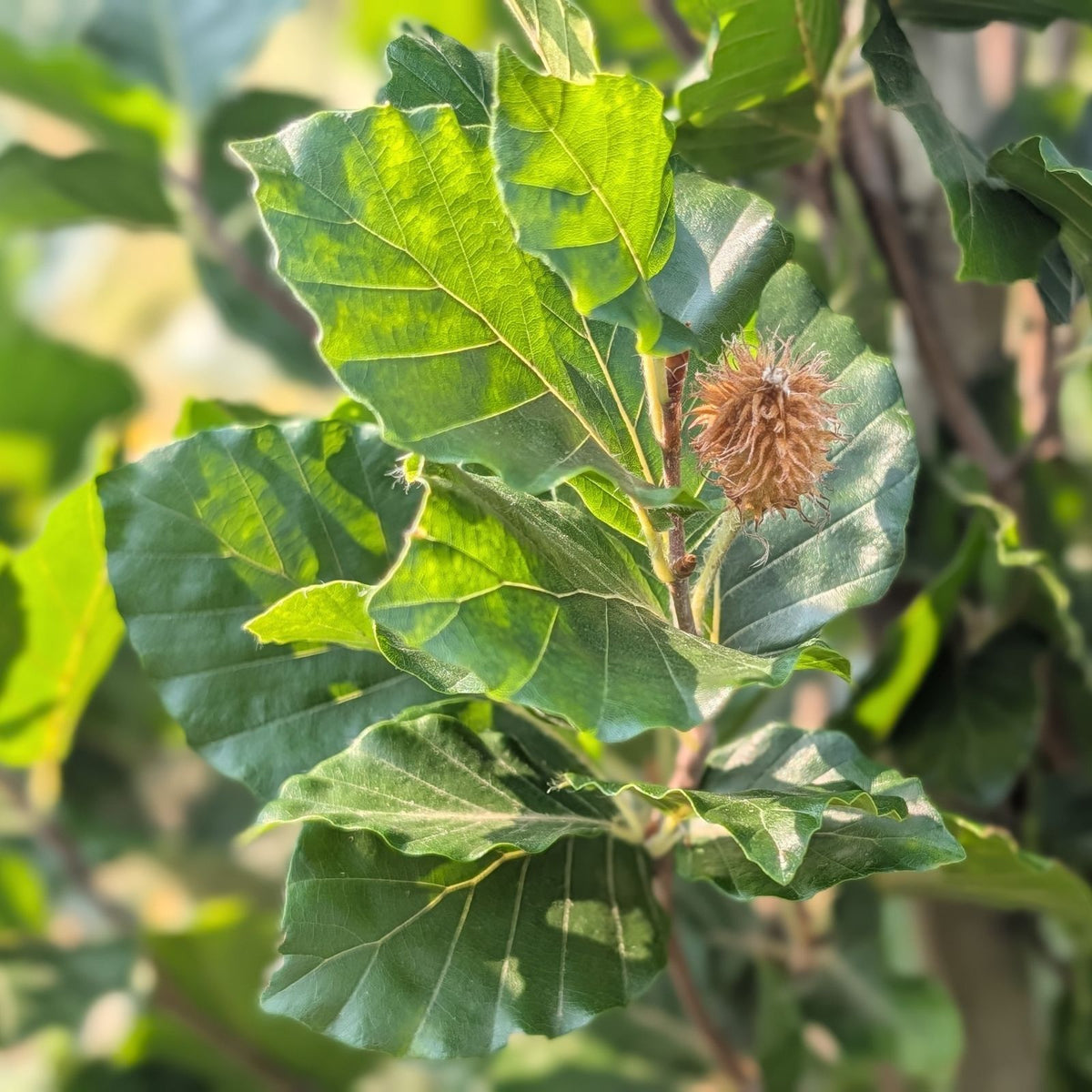 Fagus sylvatica 'Dawyck' (Green)