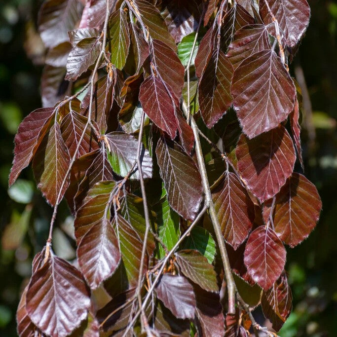 Fagus sylvatica 'Purple Fountain'