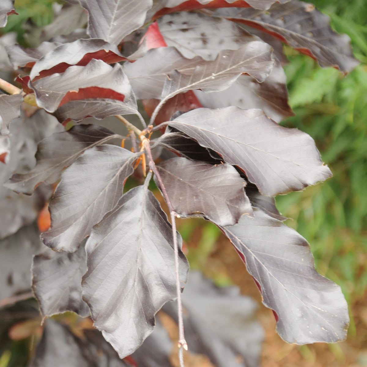 Fagus sylvatica 'Riversii'