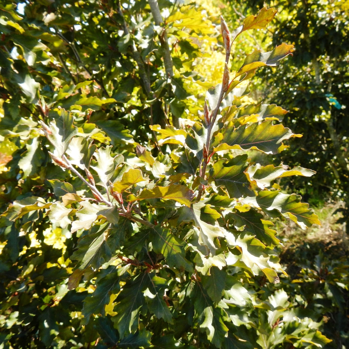Fagus sylvatica 'Rohanii'