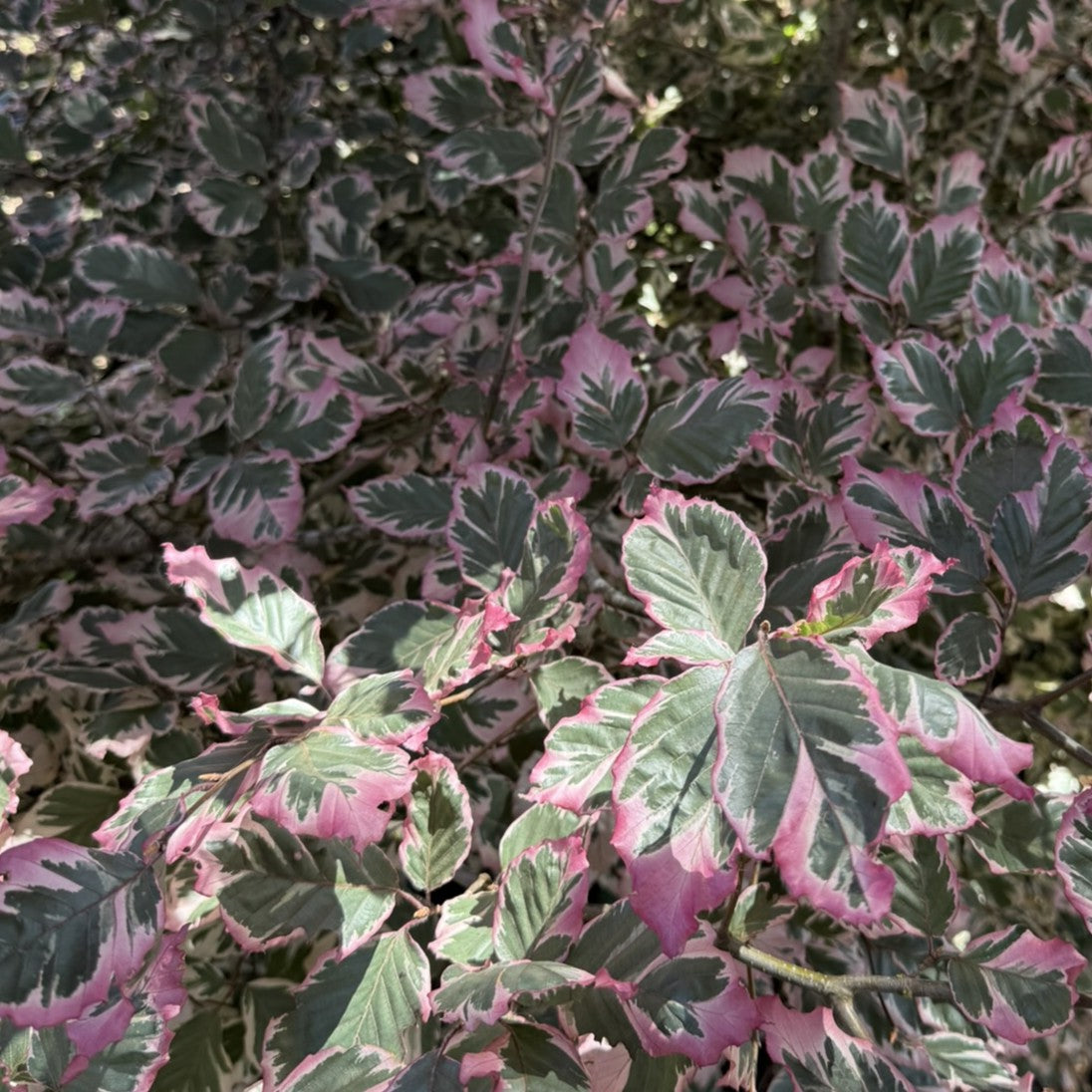 Fagus sylvatica 'Roseomarginata'