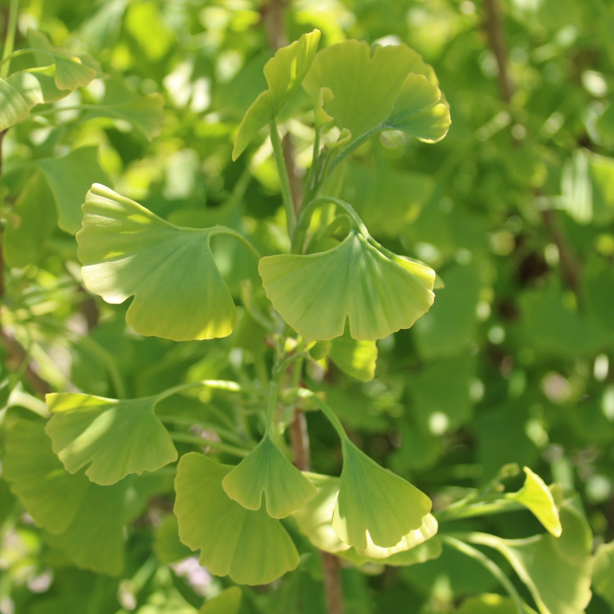 Ginkgo biloba 'Autumn Gold'