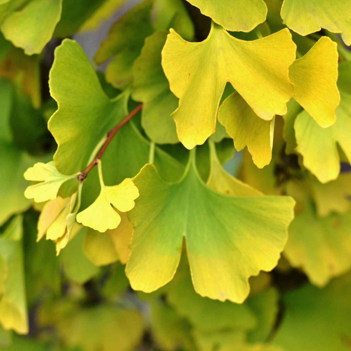 Ginkgo biloba 'Magyar'