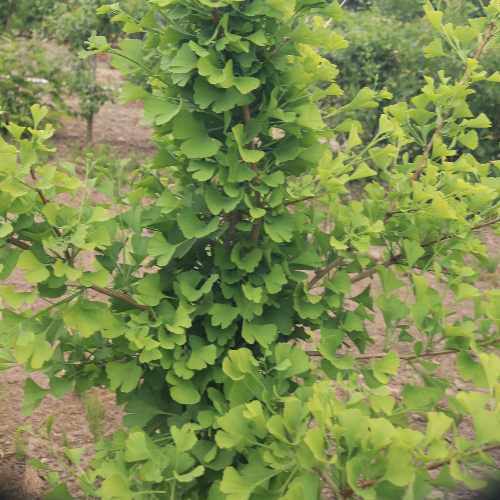 Ginkgo biloba Gold Spire 'Blagon'