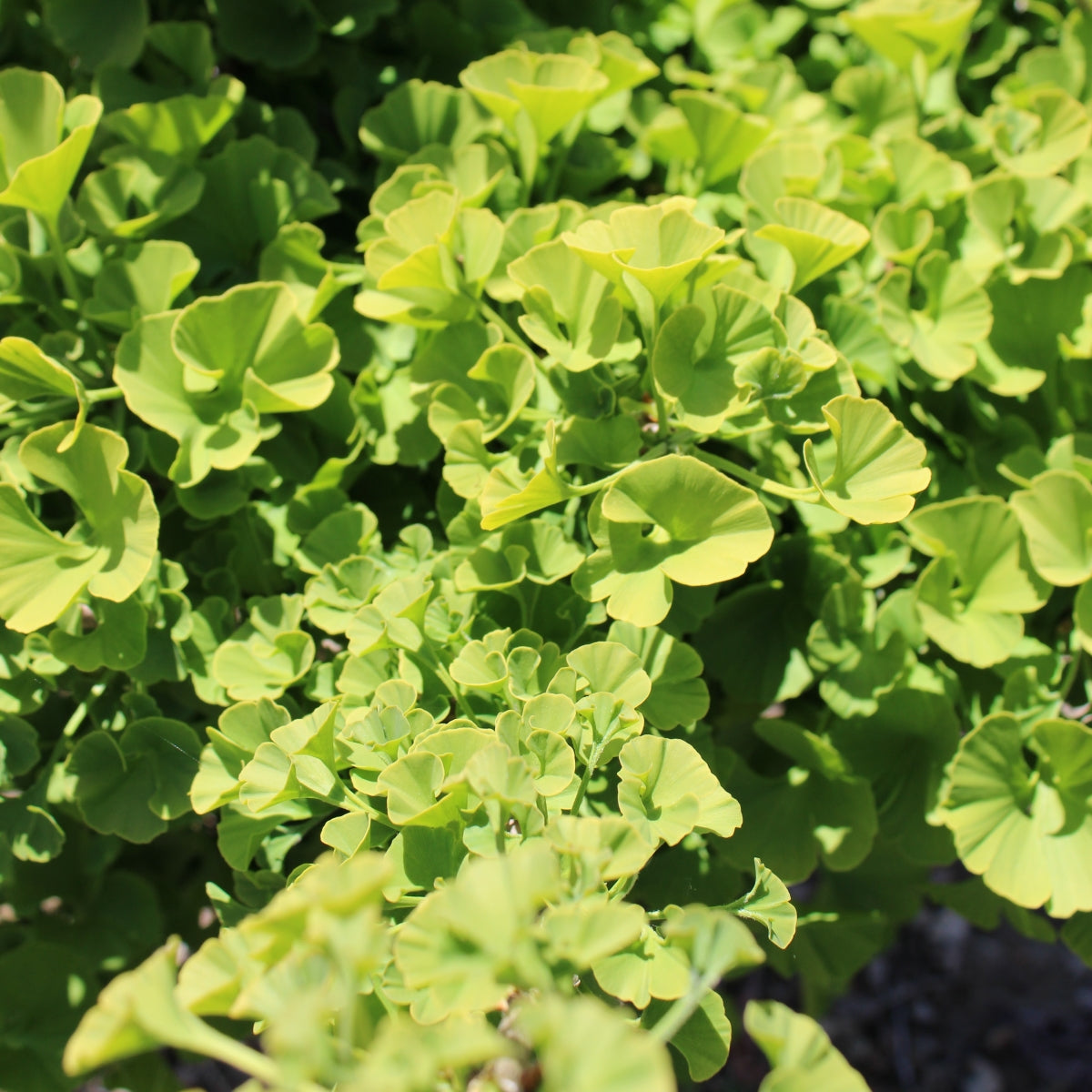 Ginkgo biloba 'Mariken'