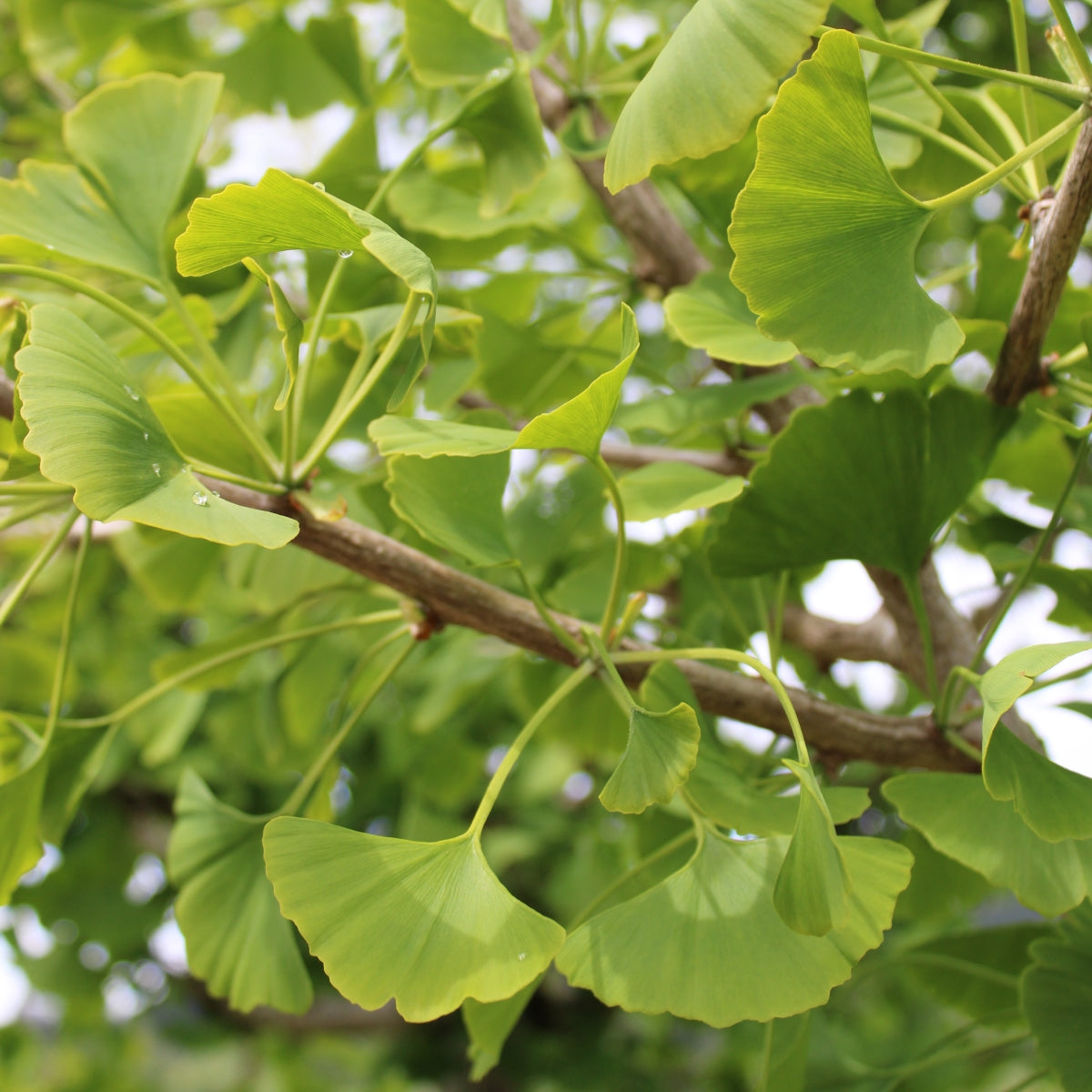 Ginkgo biloba 'Princeton Sentry'® 'PNl 2720'